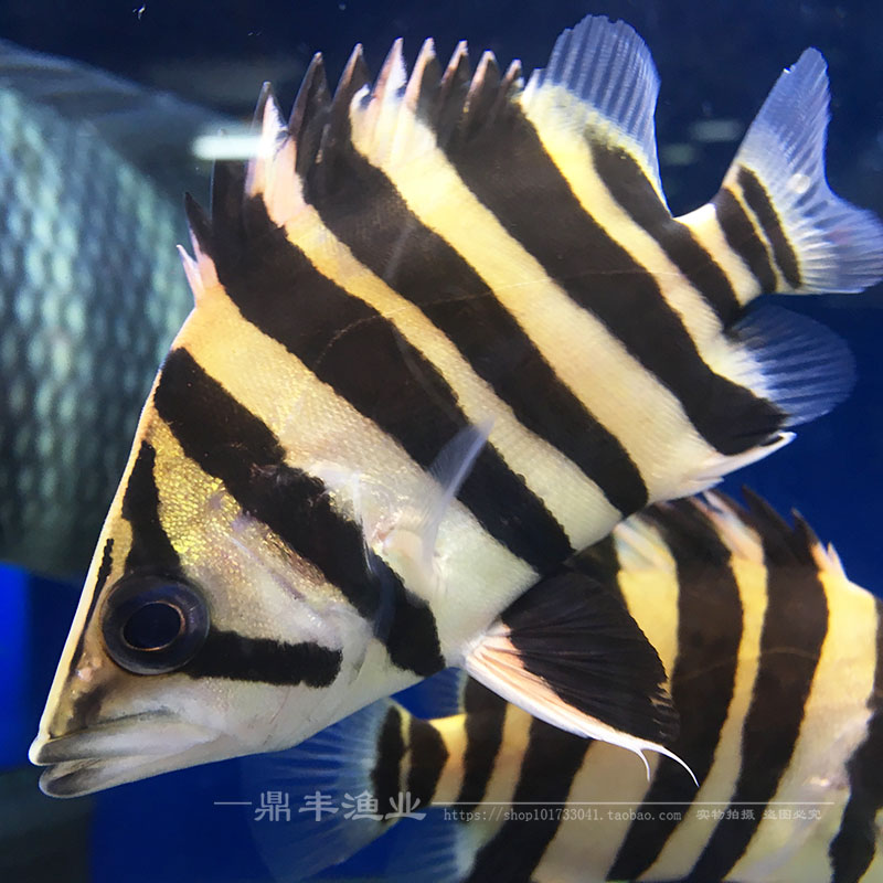 苏门答腊四纹虎鱼活体印尼三纹虎鱼练手杂纹小虎鱼苗泰北虎鱼包邮