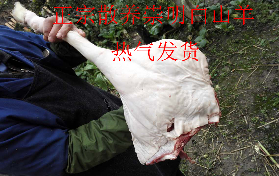 崇明白山羊肉 热气非冰鲜 3斤装 整腿 熟羊头 羊肝 每周五发货