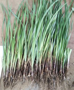 马蔺花苗马莲、马兰花苗、马韭水生植物旱菖蒲苗耐盐碱植物