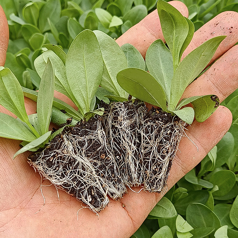 洋桔梗重瓣花苗四季阳台绿植图片