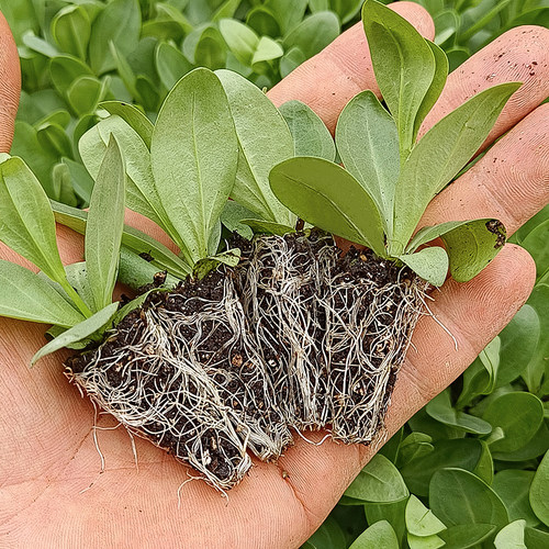 洋桔梗重瓣花苗四季阳台绿植