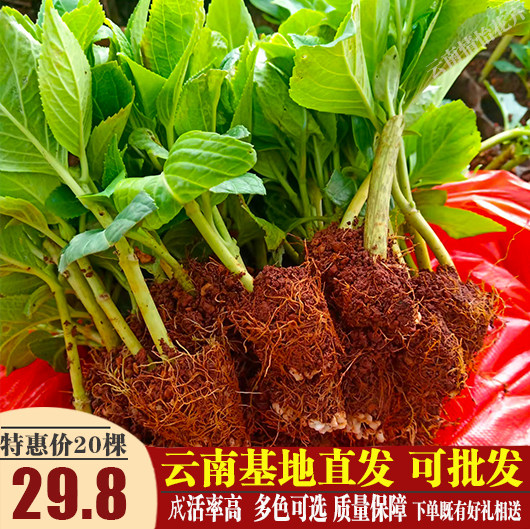 绣球花苗无尽夏小苗易活八仙花阳