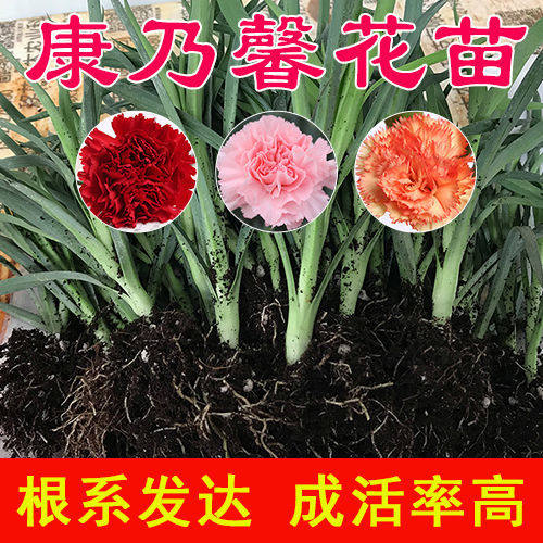 云南康乃馨重瓣花苗四季开花好养