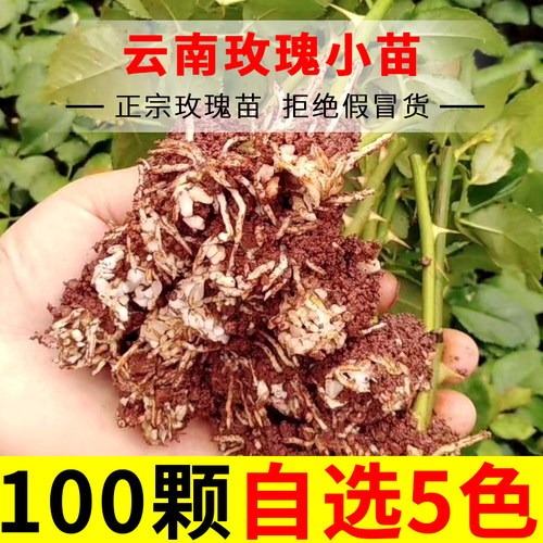 玫瑰花苗月季小苗阳台四季开花