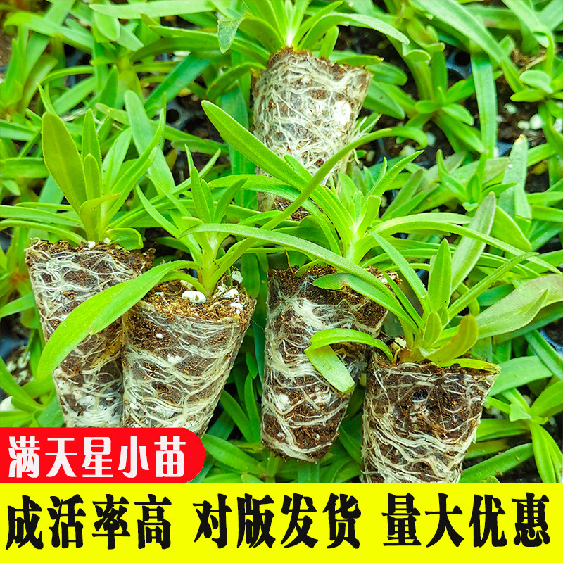 云南满天星绿植盆栽花苗花卉办公桌阳台趣味绿化夏季小苗四季开花