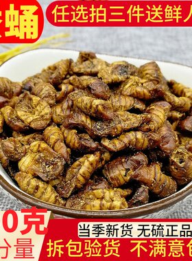 新鲜烘干桑蚕蛹500g克包邮原味生蚕蛹干散装黄金蛹子蝉蛹打蚕蛹粉