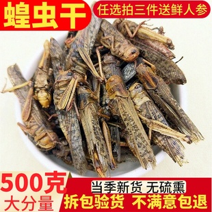 蝗虫干500g克包邮蚂蚱干蚱蜢干画眉八哥鹩哥鸟食饲料鸟粮零食原料