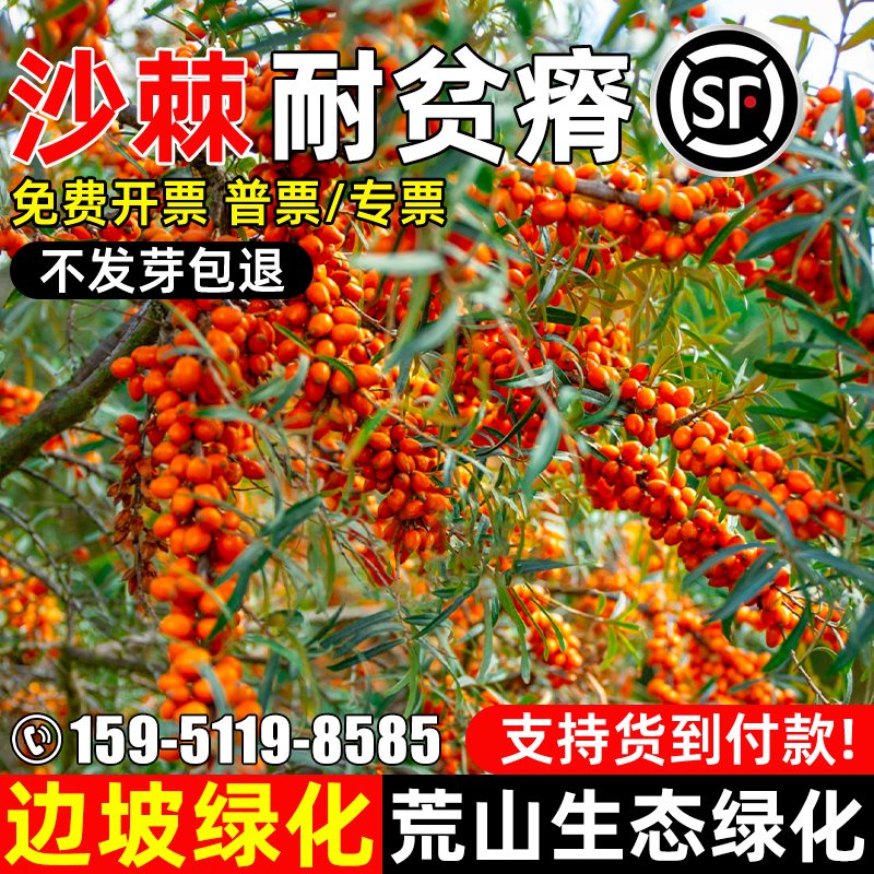 沙棘种子防风固沙耐贫瘠边坡绿化荒山复绿多年生四季易活灌木种子
