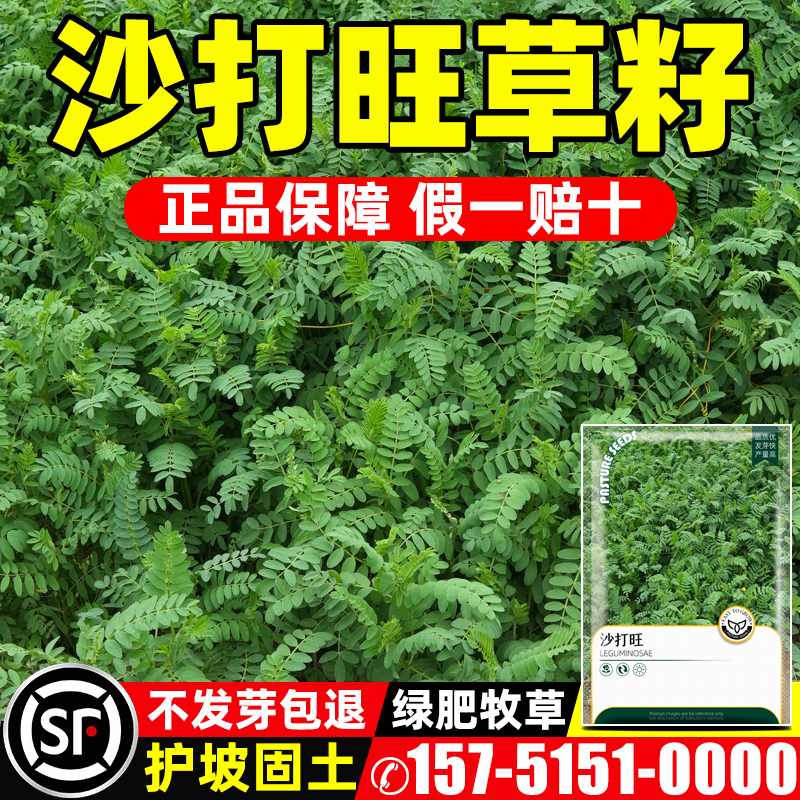 沙打旺种子多年生牧草籽四季常青果园绿肥防沙固土护坡绿化草种孑