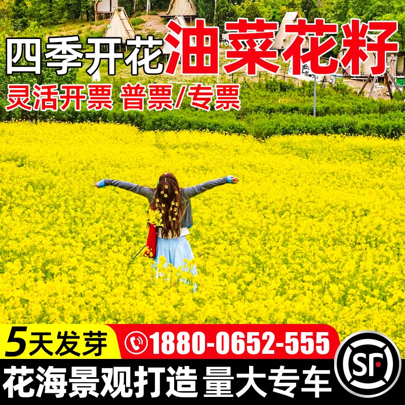 油菜花种子四季开花高产榨油四季易种耐寒耐旱花种籽子易活多年生