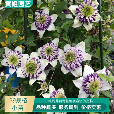 黄姐园艺F系列铁线莲乌托邦倒影新幻紫P9规格根系饱满原盆土发货