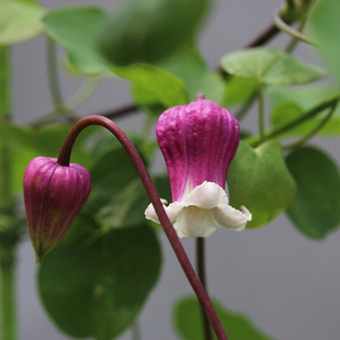 黄姐园艺铃铛铁线莲凯特王妃克里斯帕天使草莓吻胭脂扣丰花容易养
