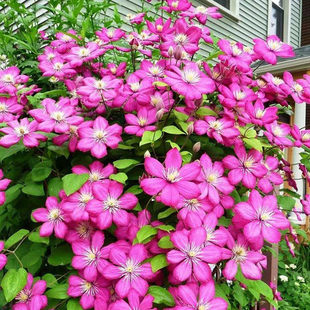 黄姐园艺铁线莲里昂村庄戴纽特波兰精神解放三类地栽盆栽掌柜推荐