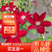 黄姐园艺铁线莲乌托邦瑞贝卡粉香槟小鸭大花爬藤花卉攀援热卖 植物