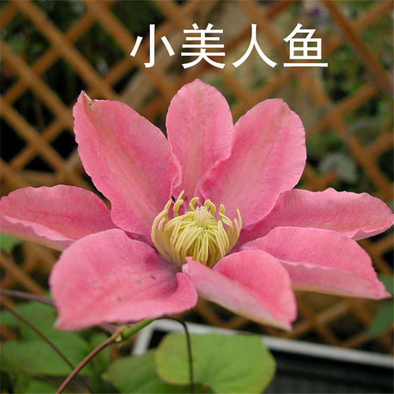 黄姐园艺铁线莲小美人鱼二类早花阳台盆栽庭院地栽爬藤花卉花苗