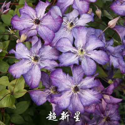 超新星铁线莲黄姐园艺铁线莲P9超新星爬藤花卉花苗