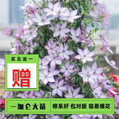 黄姐园艺铁线莲大苗乌托邦里昂村庄魔法喷泉皇帝幻紫原盆原土发货