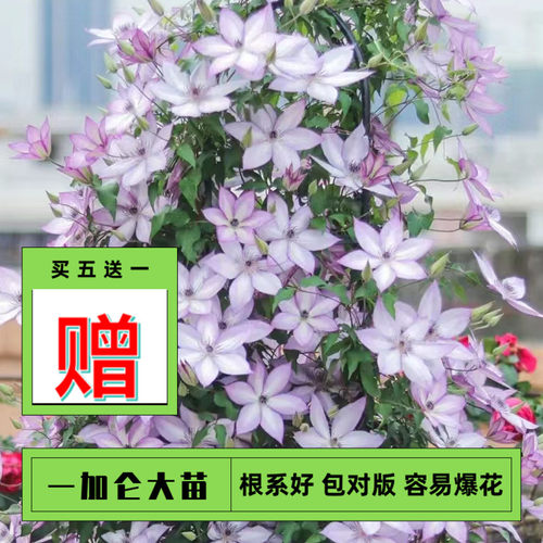 黄姐园艺铁线莲大苗乌托邦里昂村庄魔法喷泉皇帝幻紫原盆原土发货