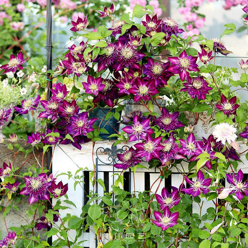 伟伟园艺 铁线莲 紫子丸 F系新品完全重瓣花四季开花盆栽庭院阳台