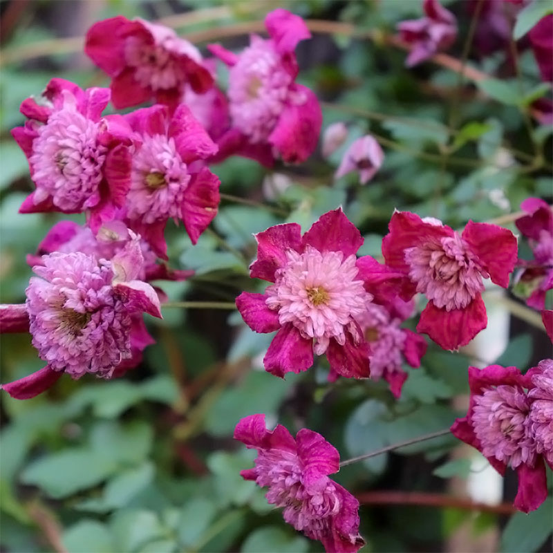 伟伟园艺 铁线莲前卫 花园庭院攀爬小苗强健重瓣 耐寒 新手推,鲜花速递/花卉仿真/绿植园艺,绣球/木绣球/木本植物,淘宝优惠券,粉丝福利购,淘宝优惠卷