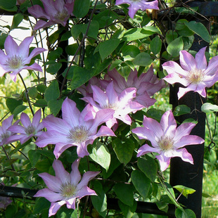 伟伟园艺 铁线莲 罗兰 早花大花 强健阳台庭院盆栽地栽 耐寒耐晒