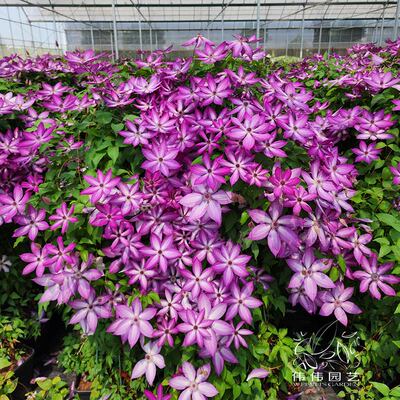 伟伟园艺 蜥蜴铁线莲F系新品四季开花攀爬庭院阳台多季开花大促