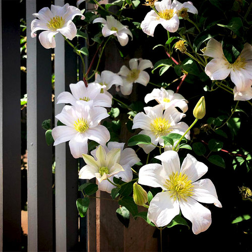 铁线莲·三类好养强健