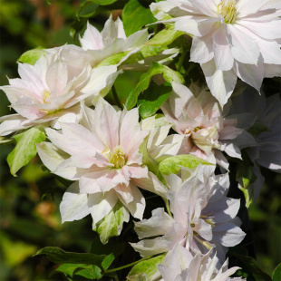 伟伟园艺 铁线莲多利安舞者 重瓣大花 强健阳台庭院地栽 耐寒耐晒