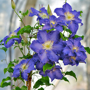 热销丰花 午夜奇迹 耐寒耐热阳台庭院小苗 铁线莲斯蒂芬 伟伟园艺