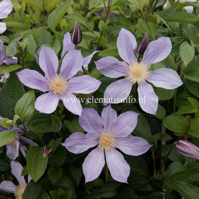 伟伟园艺铁线莲星之河流全缘直立