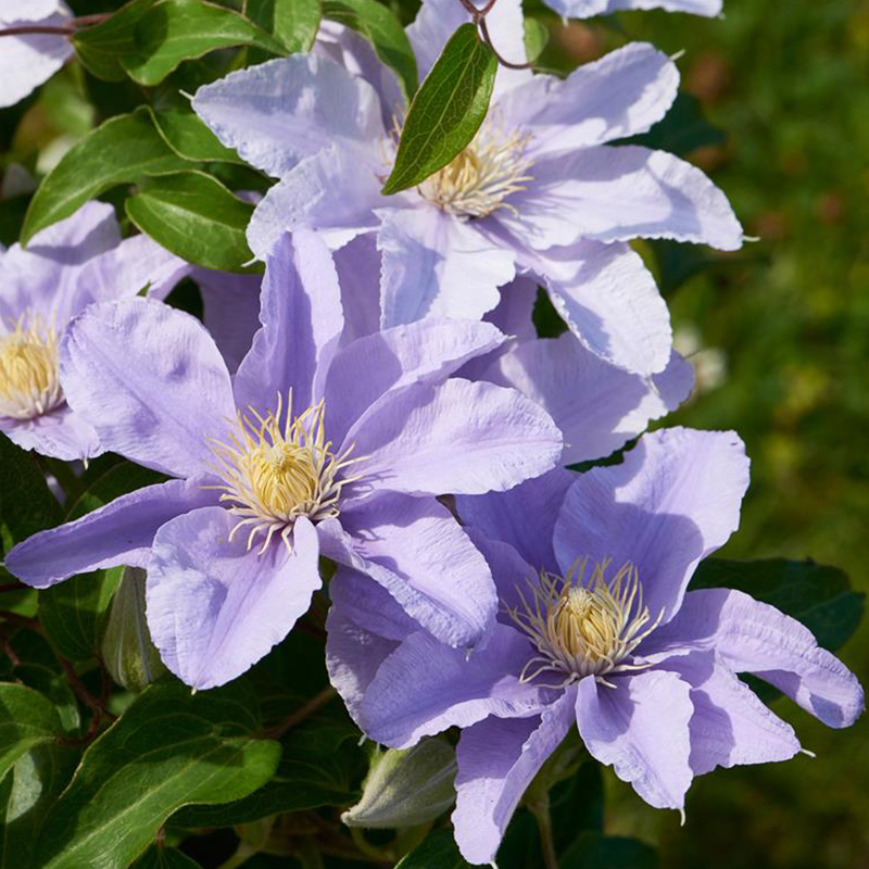 伟伟园艺 大道组铁线莲 艾思梅  矮生紧凑盆栽植物阳台庭院