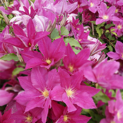 伟伟园艺 铁线莲自由 早花小苗 阳台庭院地栽 耐寒耐晒 植株强健