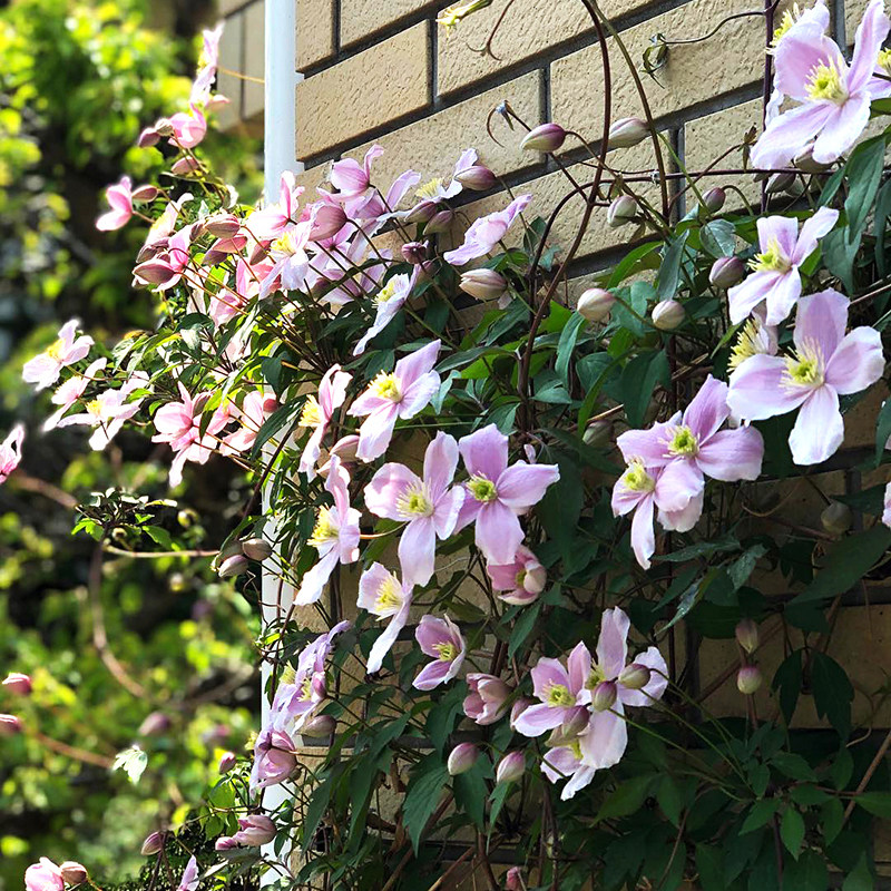伟伟园艺 蒙大拿铁线莲伊丽莎白 攀援庭院花园拱门爆花疯长带花苞