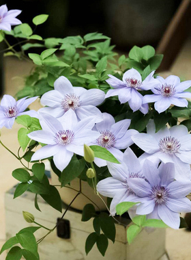 伟伟园艺 大道铁线莲博耐迪恩 矮生淡薰衣草紫色庭院花园阳台盆栽