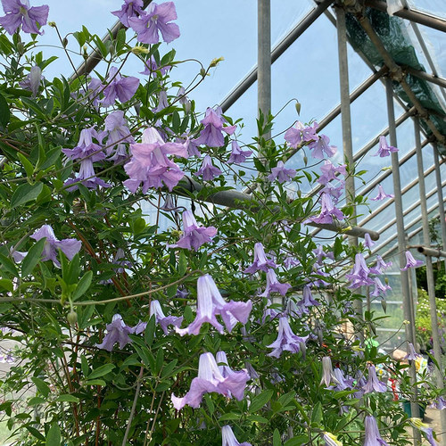 伟伟园艺带香味铁线莲贝蒂康宁