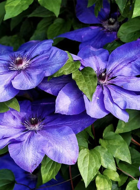 伟伟园艺 铁线莲瑞加娜 早花大花 强健阳台庭院盆栽地栽 耐寒耐晒