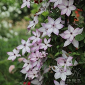 美好回忆人气F系多花冬季 伟伟园艺 铁线莲乌托邦 室内也可开花