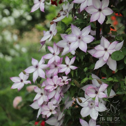 伟伟园艺 铁线莲乌托邦 美好回忆人气F系多花冬季室内也可开花