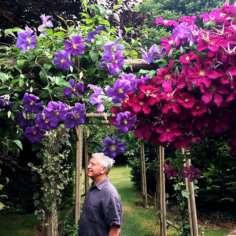 伟伟园艺铁线莲康秀强健多花