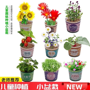 儿童种植小盆栽向日葵种子太阳花学生植物种子花种籽观察套装