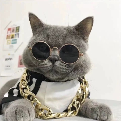 宠物猫咪大金链子狗狗项圈饰品法斗拍照金色项链巴哥泰迪犬恶霸