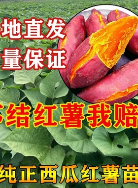 西瓜红红薯苗秧烟薯蜜薯25号高产地瓜苗种番薯秧苗紫薯板栗山芋