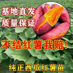 西瓜红红薯苗秧烟薯蜜薯25号高产地瓜苗种番薯秧苗紫薯板栗山芋