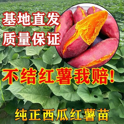 农科院亩产8000斤+西瓜红烟薯苗