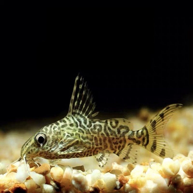 反游猫鱼清洁鱼清道夫鱼包邮包货吃缸底残渣热带观赏鱼宠物活体鱼