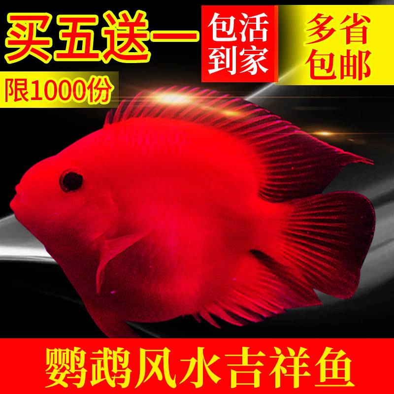 发财鱼 元宝红鹦鹉活体热带观赏鱼缸血红财神中大银龙地图战船图片