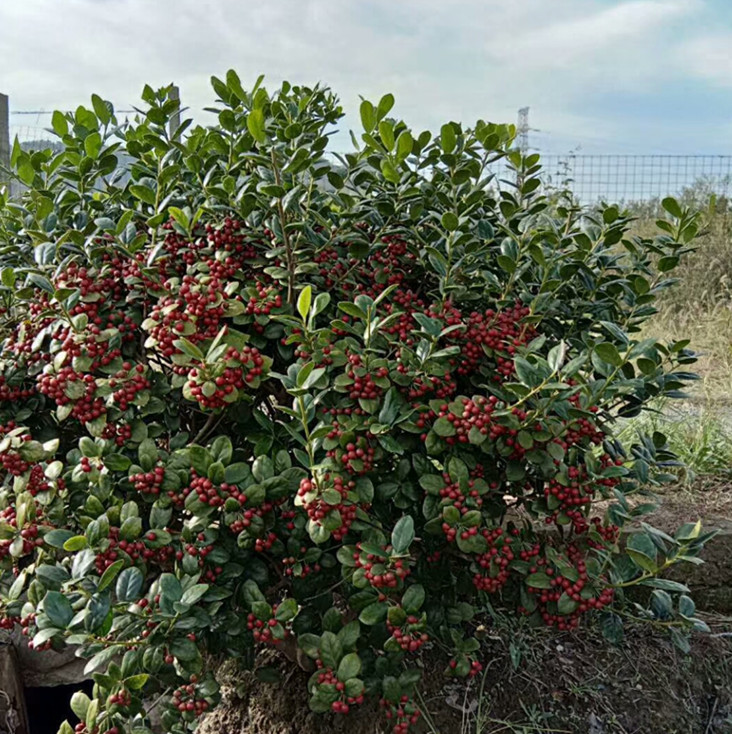 无刺枸骨球树苗四季常青植物