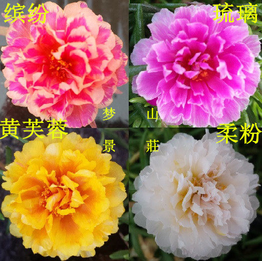 新花色宿根重瓣太阳花枝死不了松叶牡丹小盆栽植物四季阳台草本卉