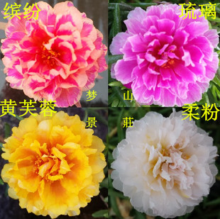 新花色宿根重瓣太阳花枝死不了松叶牡丹小盆栽植物四季阳台草本卉