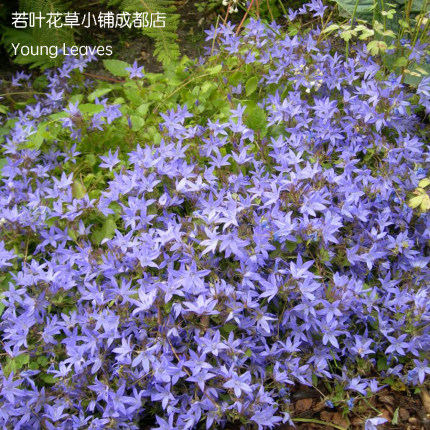 垂吊风铃草Campanula poscharskyana蓝花 蓝色 盆栽 丰花 耐寒